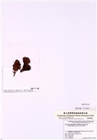 藏品(耳殼藻)的圖片